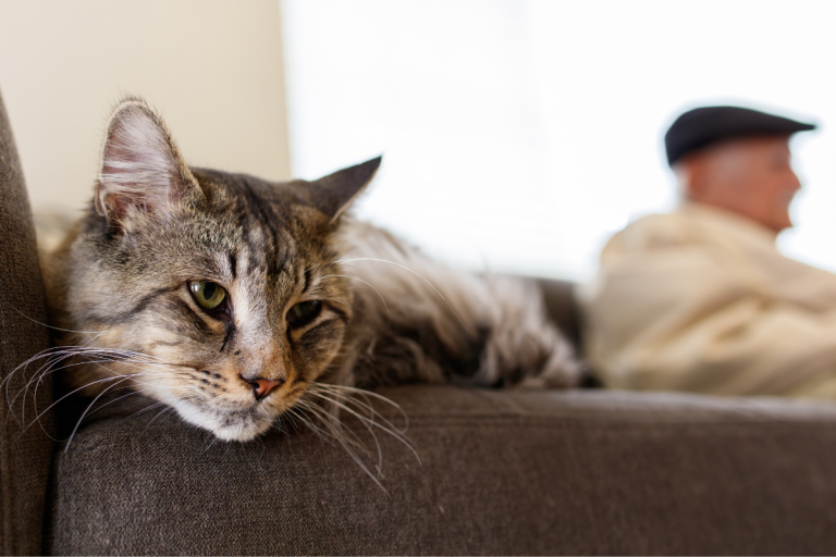 How To Estimate Your Cat s Age Without Going To The Vet