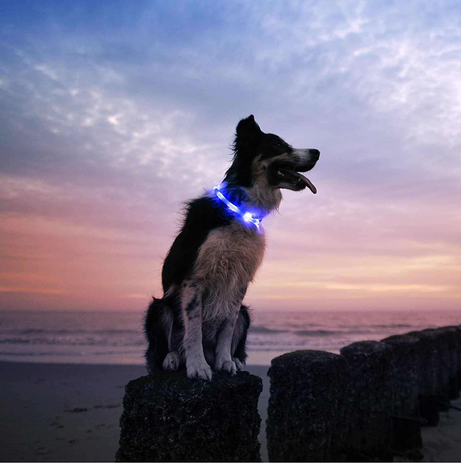 Illumiseen LED Dog Necklace Collar - USB Rechargeable Loop - Available in 6 Colors - Makes Your Dog Visible, Safe & Seen