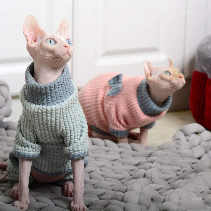 Two Sphynx cats wearing fleece sweaters