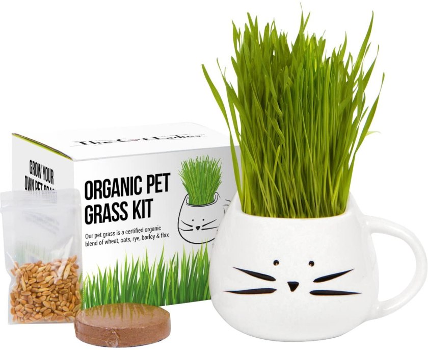 cat grass