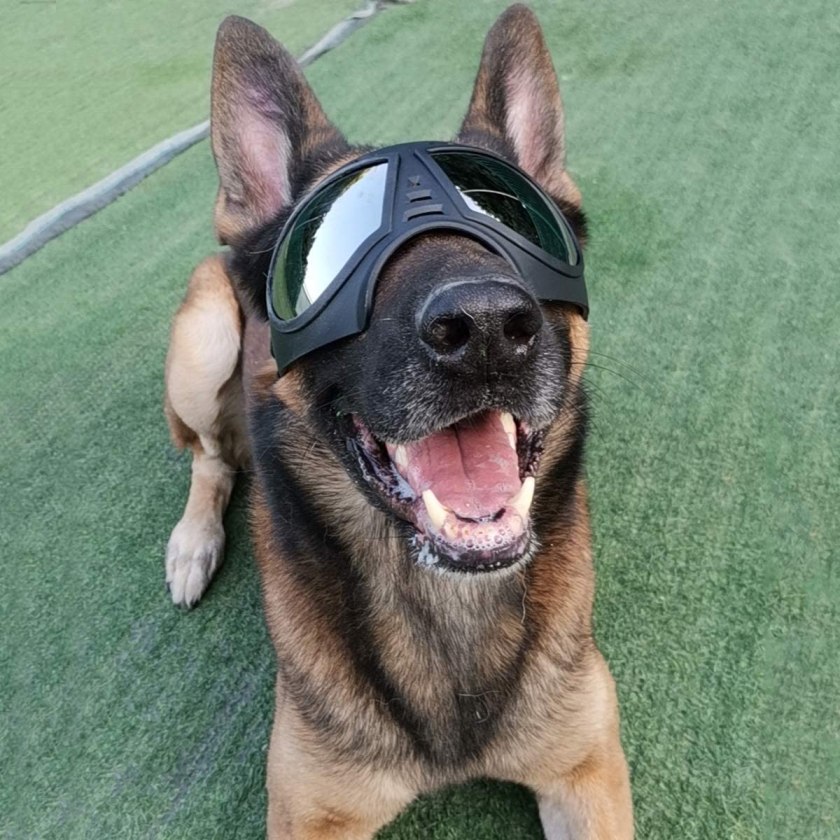PETLESO sunglasses for dogs