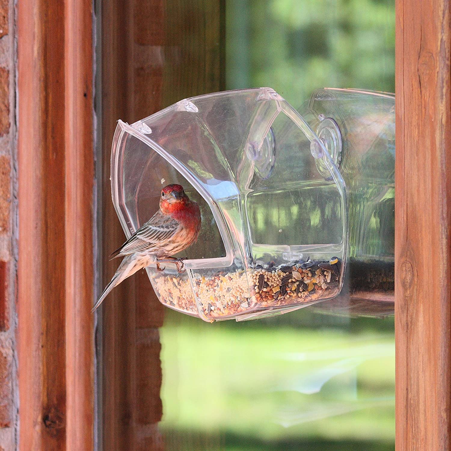 window bird feeder