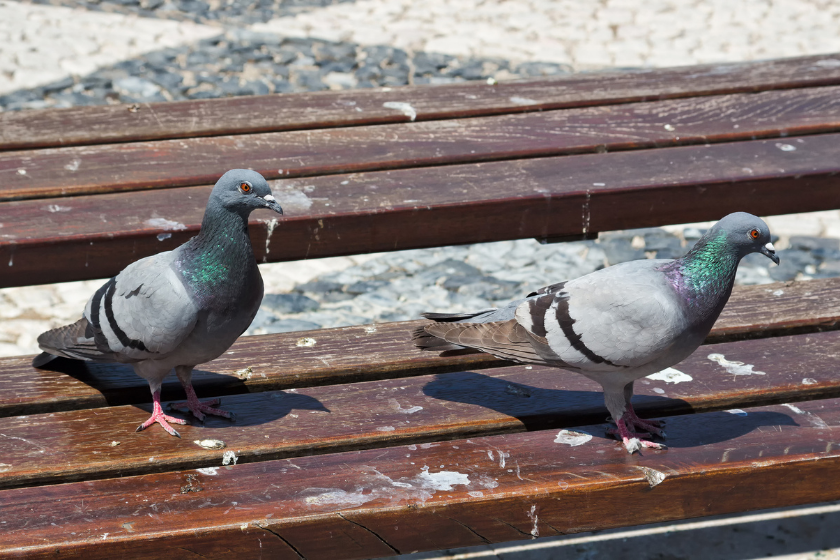 Two pigeons look around on a dirty park bench