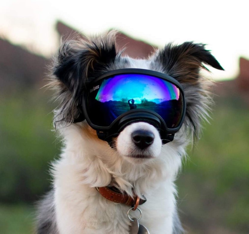 Rex sunglasses for dogs - Eye Protection for The Active Dog