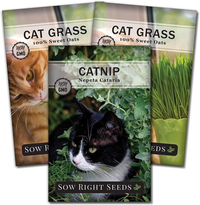 cat grass