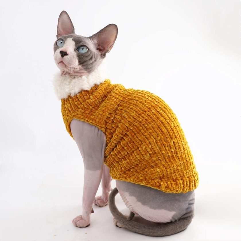 Cat wearing orange sweater
