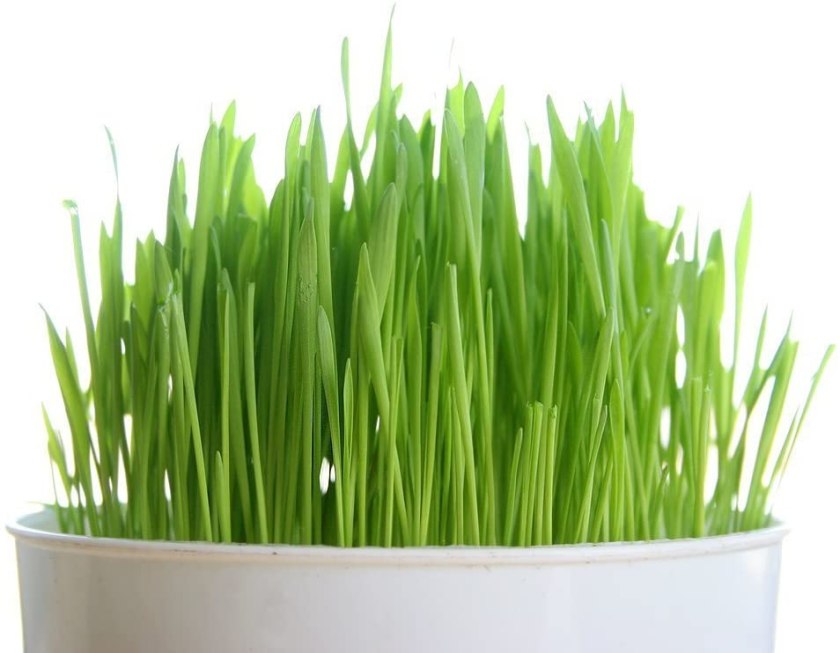 cat grass