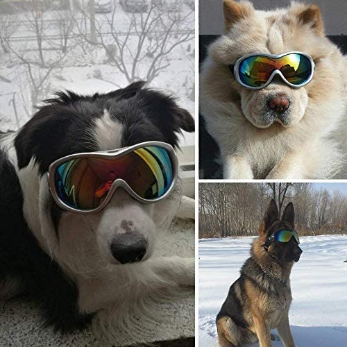 dog goggles