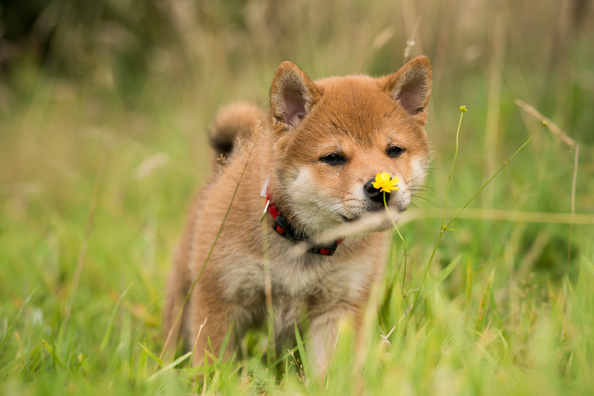 akita puppy outside smelling grass