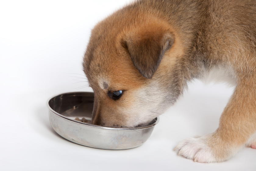 akita puppy eating from stainless steel bowl