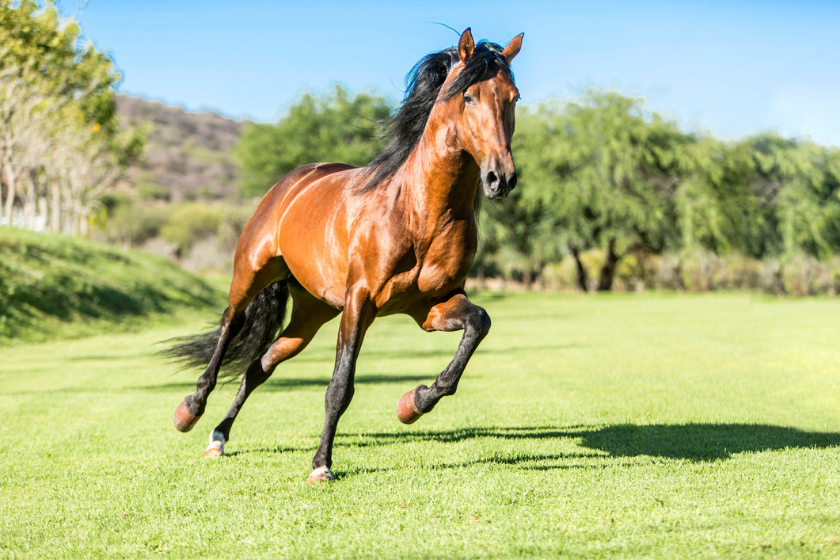 chestnut horse running in green field
