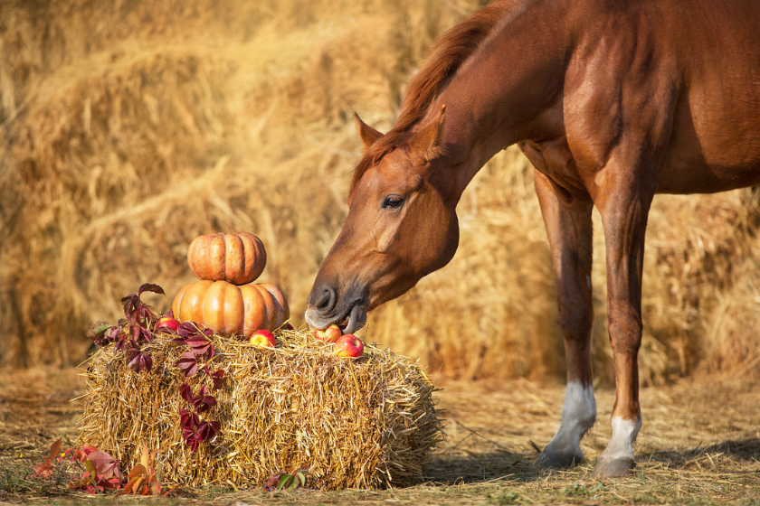 chestnut horse eating apples