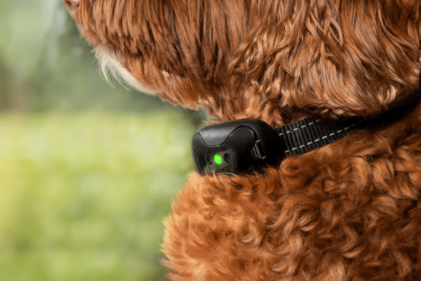 brown dog wearing e-collar for training