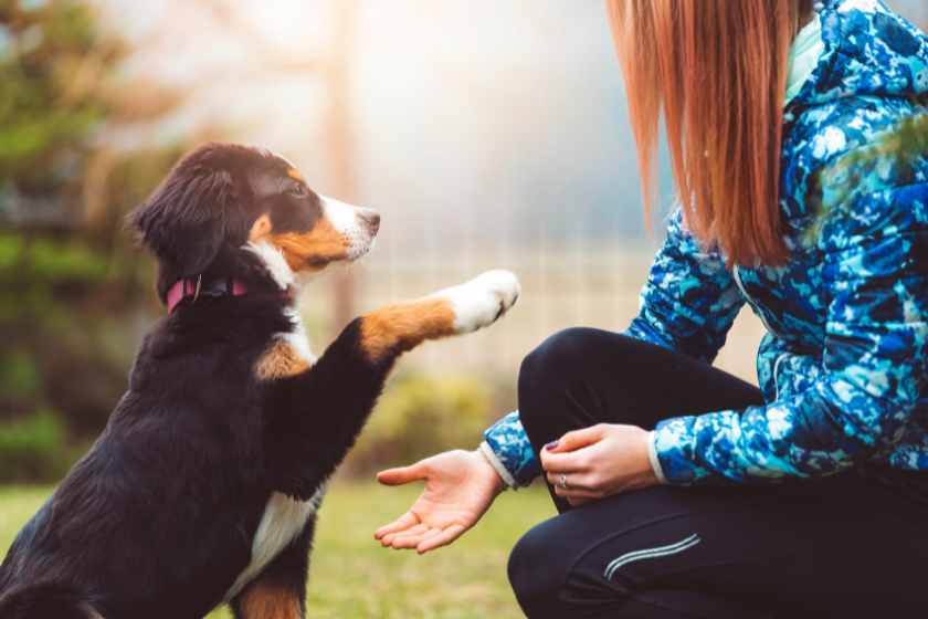 happy dog pawing at owner training