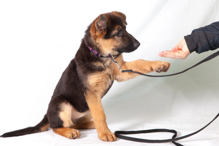 puppy with e-collar training on white background