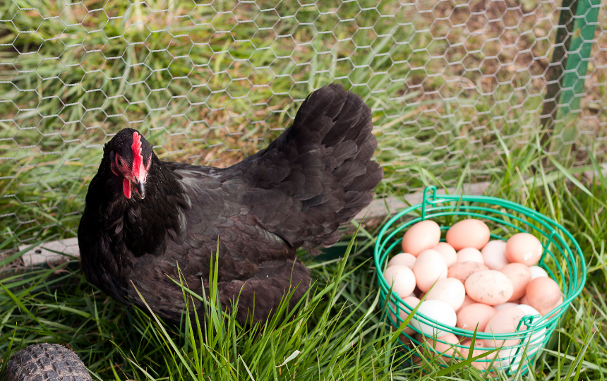 australorp breed of chicken