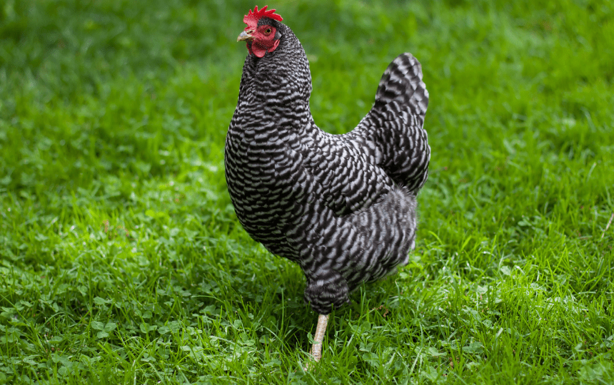easter egger chicken breed