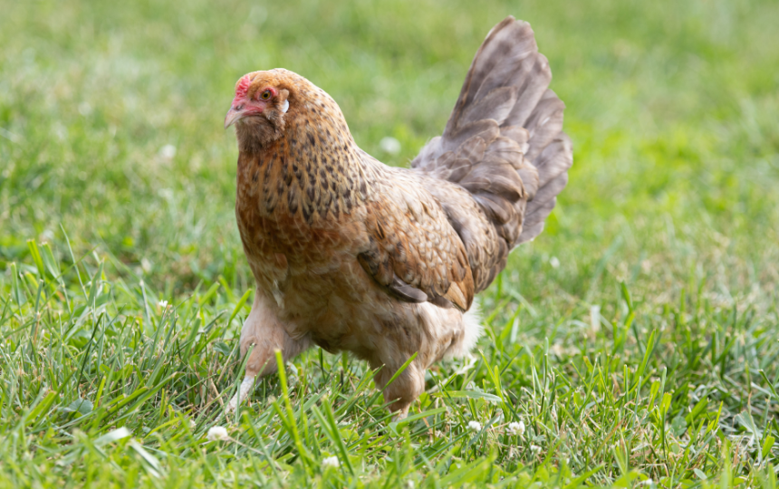 plymouth rock breed of chicken