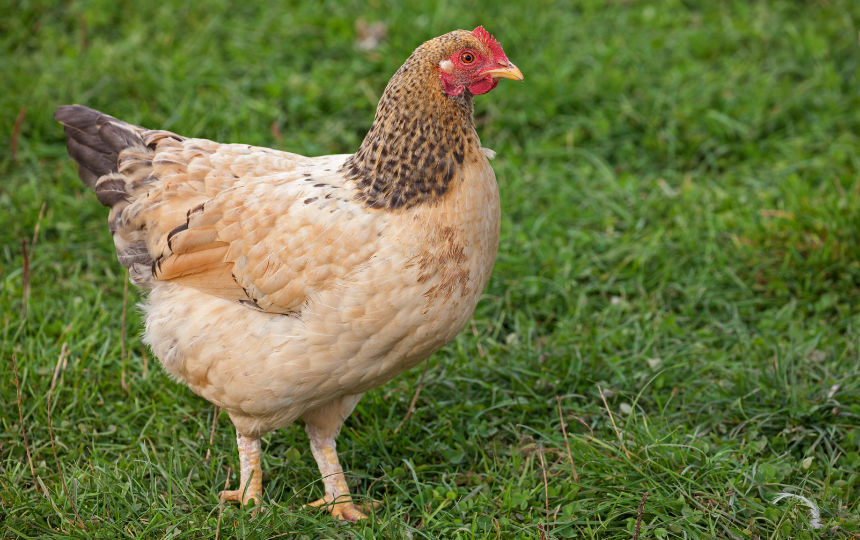 sussex breed of chicken