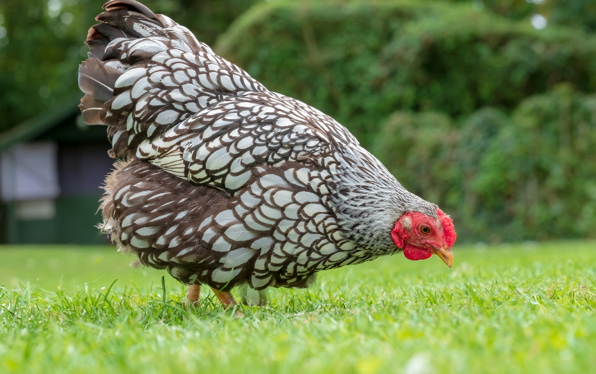 wyandotte chicken breed