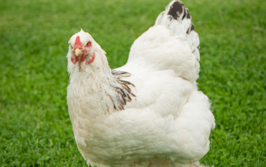 brahma chicken breed