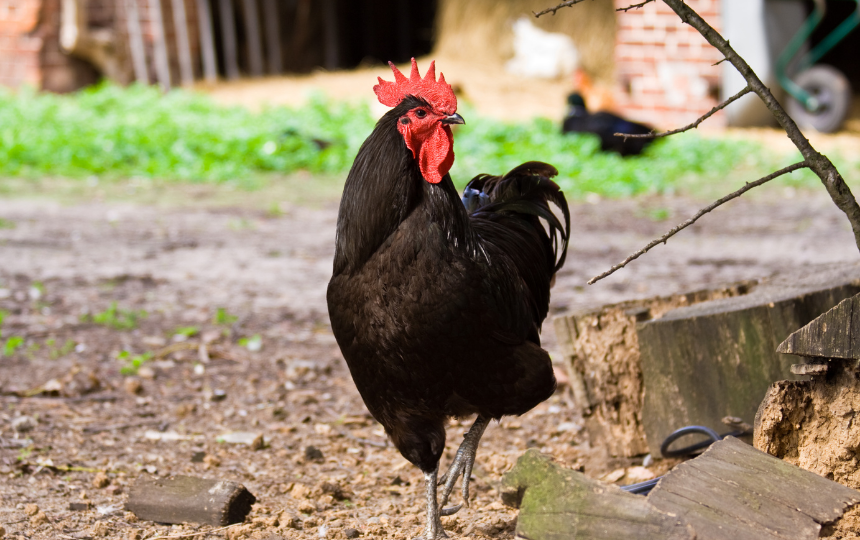 jersey giant chicken breed