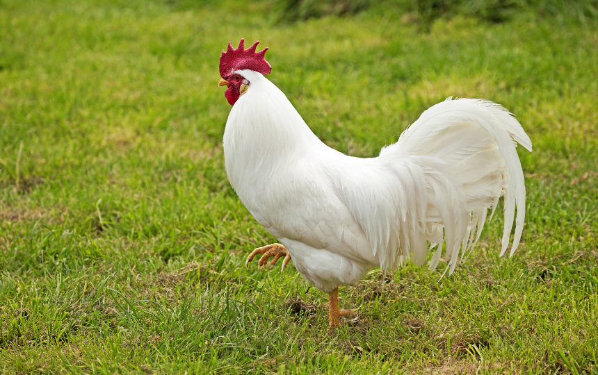leghorn chicken breed