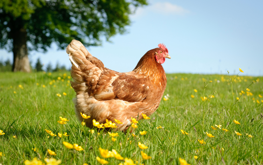 rhode island red in meadow on nice day