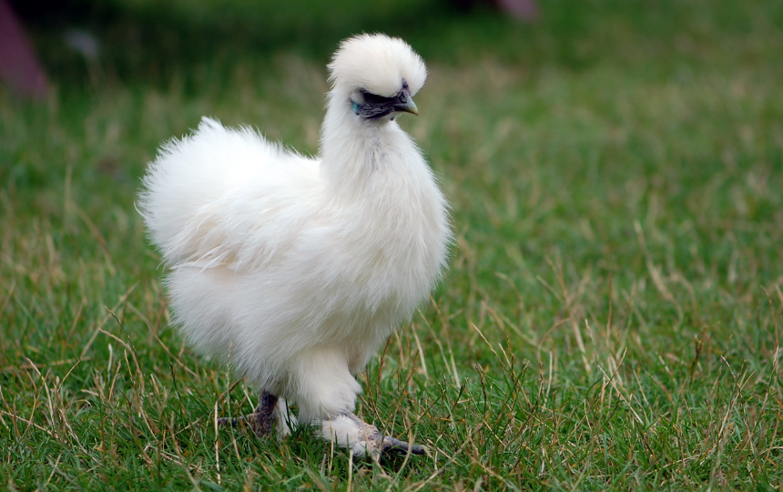 silkie chicken