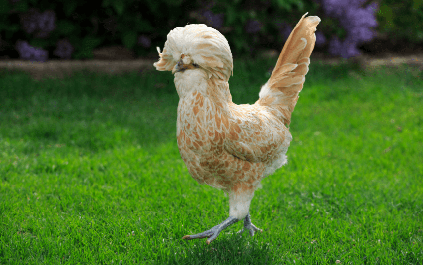 polish walking on grass