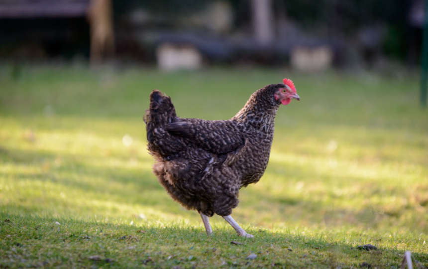 maran walking on grass