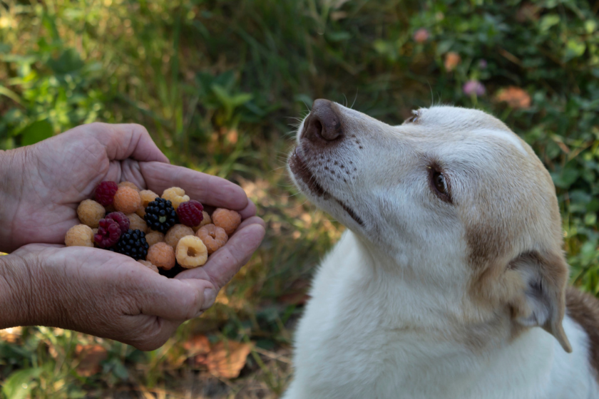 can dogs eat blackberries