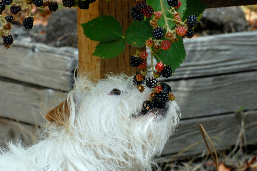 small dog eating blackberries from bush