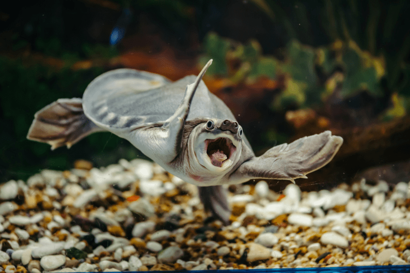 swimming turtle enjoying puns