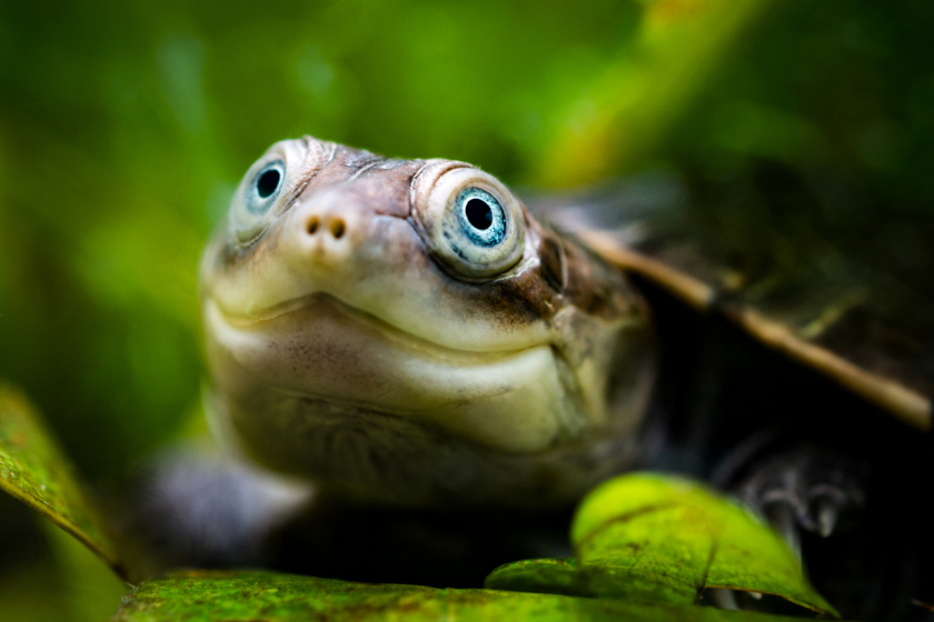 smiling turtle enjoying puns