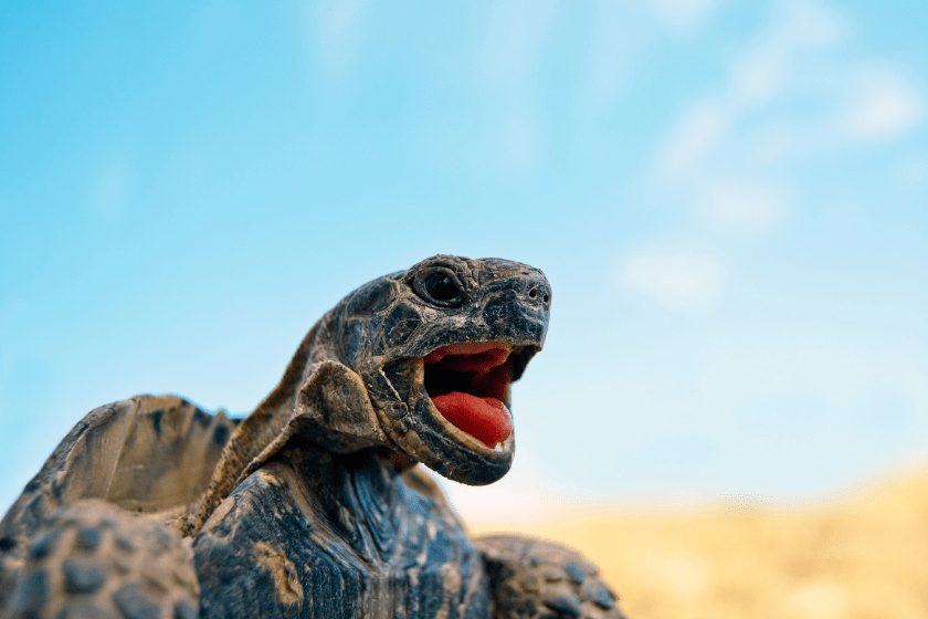 turtle laughing at puns