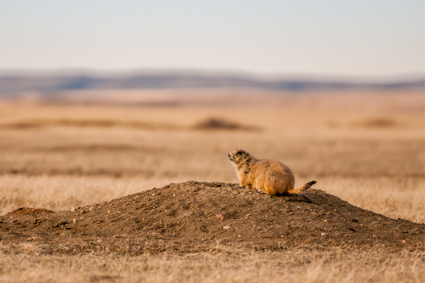 A black-tailed prairie dog stands alert at its burrow at sunset in Grasslands National Park, Saskatchewan.