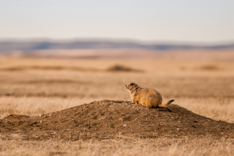 Best Prairie Dog Hunting States