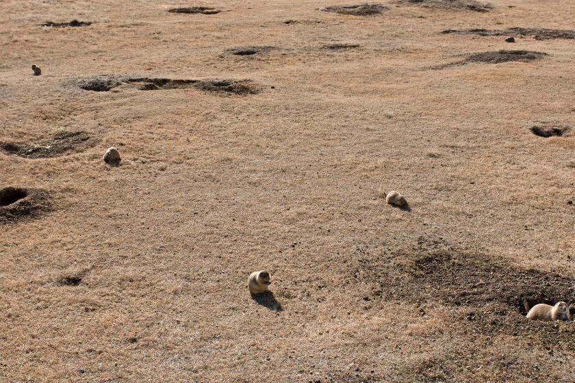 overhead shot of a prairie dog town