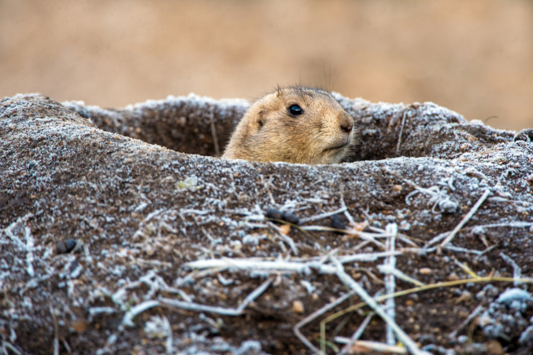 Prairie Dog emerging from frost covered burrow