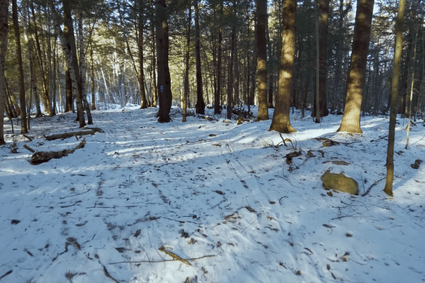 snowy woods