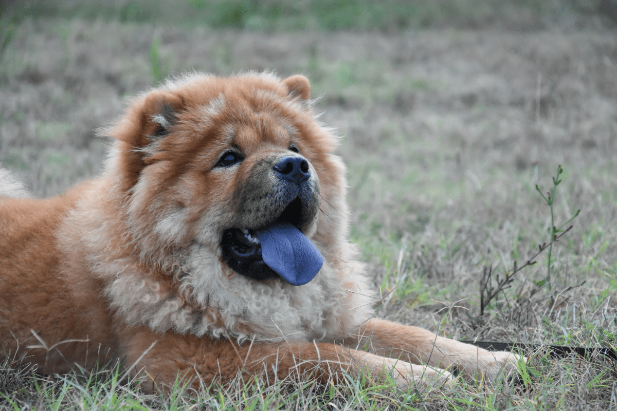 Chow chow deals tongues