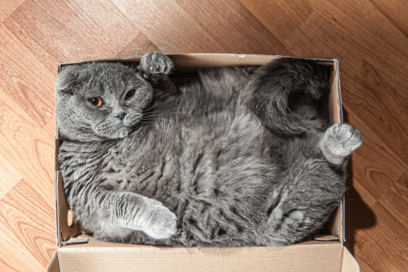 Why Do Cats Like Boxes? This Strange Cat Behavior, Explained