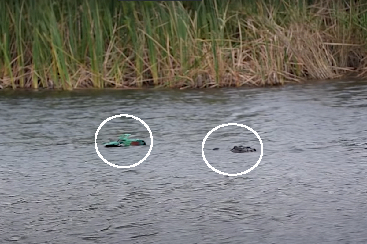 Alligator RC Boat