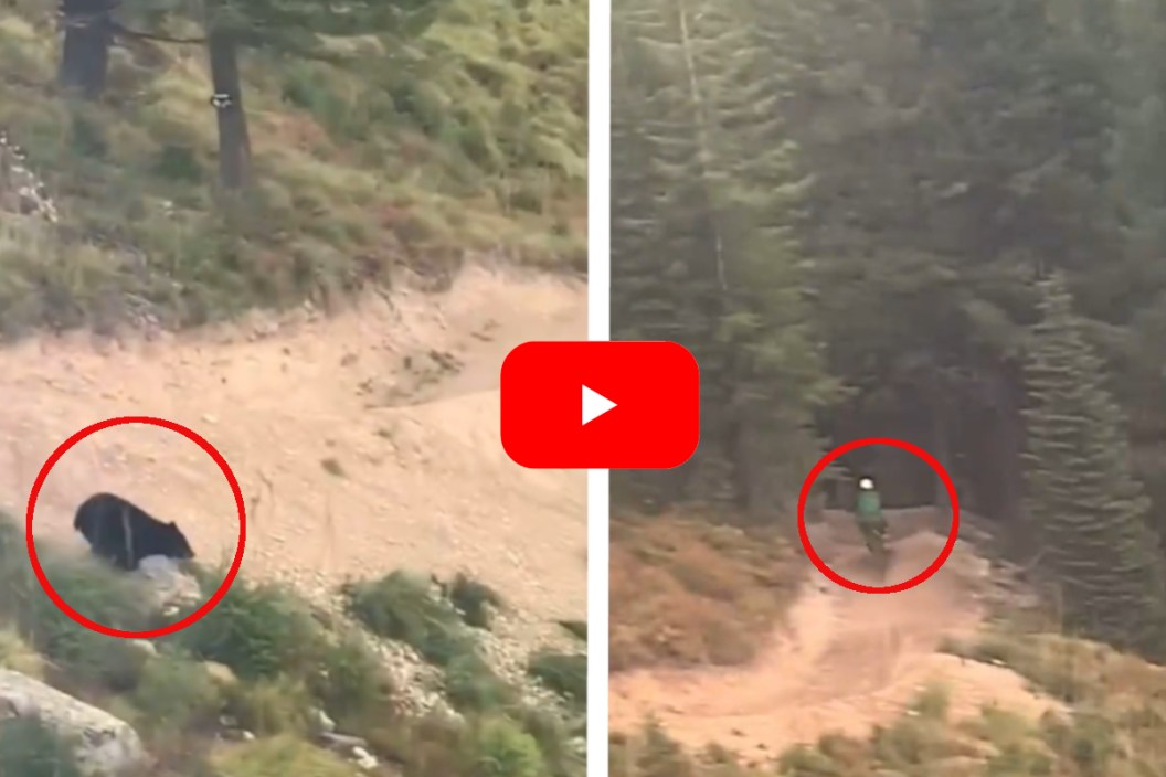 Bear Chases Mountain Bikerr