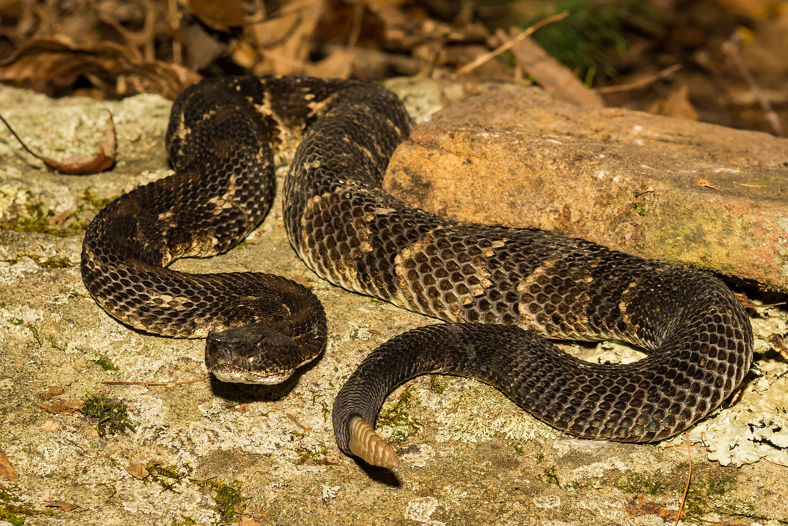 Snakes In Virginia