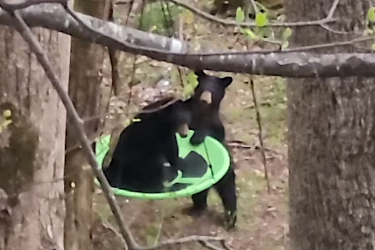 Black Bear Cubs