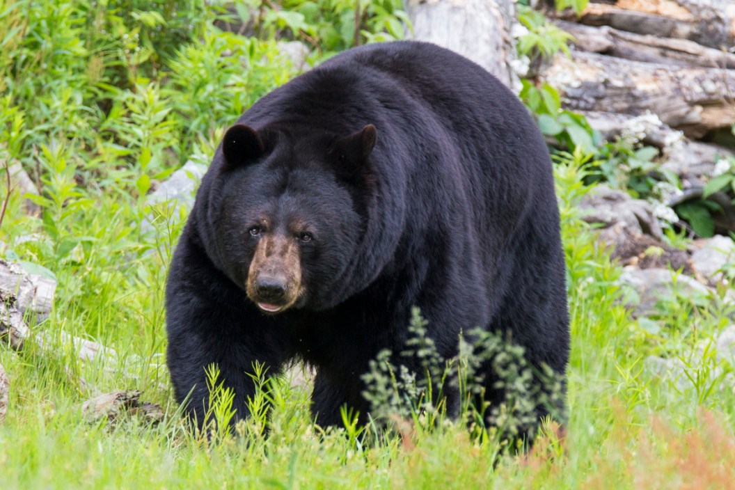 Top Bear Hunting Rifles on the Market