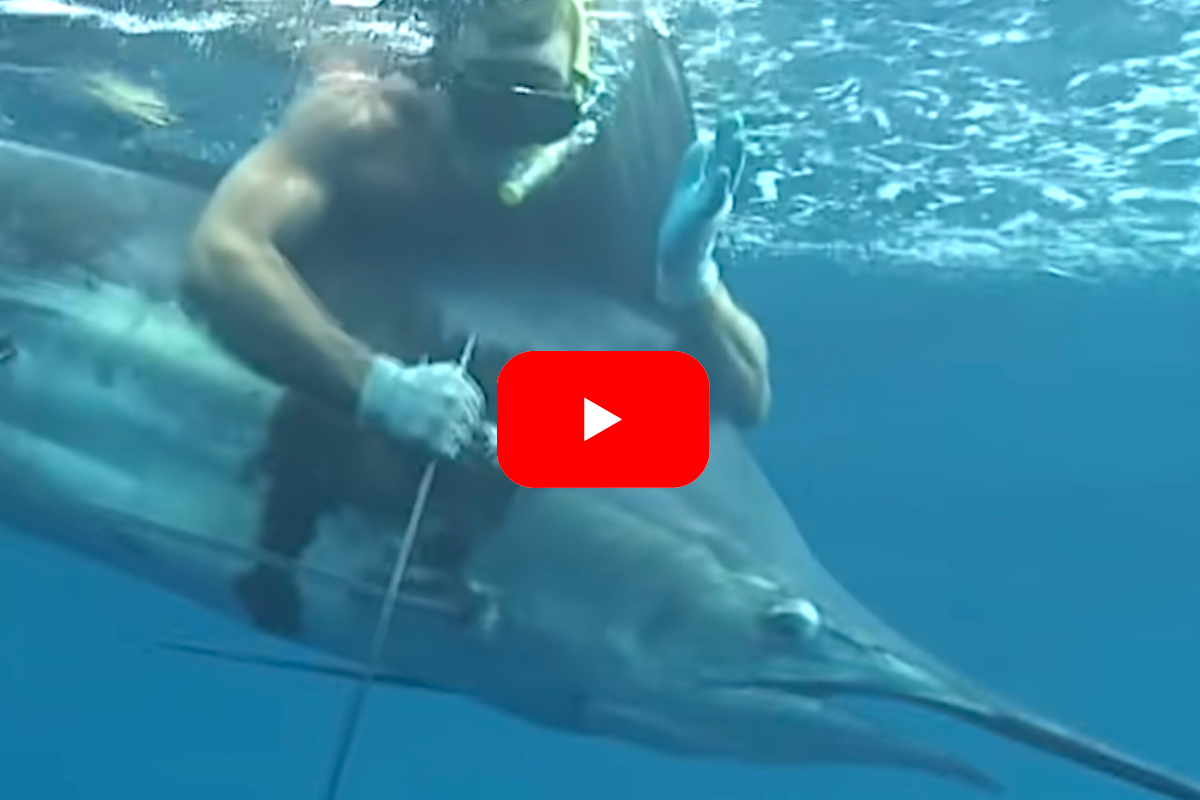 Blue Marlin Spear Fishing