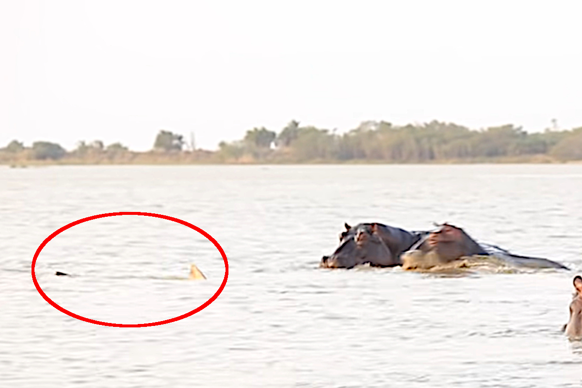 Bull Shark vs Hippos